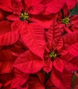 Red Poinsettias flower, Christmas Star