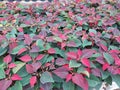 Red poinsettias growing in a greenhouse Royalty Free Stock Photo