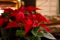 Red poinsettias home decoration next to fireplace in cozy holiday home Christmas card