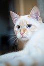 Red Point domestic cat (Thai Siamese) close-up portrait