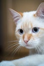 Red Point domestic cat (Thai Siamese) close-up portrait