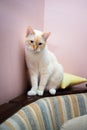 Red Point domestic cat Thai Siamese portrait