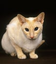 Red Point Siamese Domestic Cat, laying against Black Background Royalty Free Stock Photo