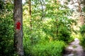 Red pointing arrow on a tree among the forest against the background of a path bathed in sunlight. Royalty Free Stock Photo