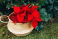 Red pointsettia in a basket. Holiday Christmas concept Royalty Free Stock Photo