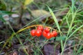 Red poisinous lily-of-the-valley berries
