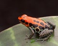 Red poison arrow frog Royalty Free Stock Photo