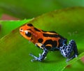 Red poison dart frog Royalty Free Stock Photo