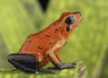 Red poison dart frog Costa Rica Royalty Free Stock Photo