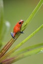 Red Poison Dart Frog - Oophaga pumilio Royalty Free Stock Photo