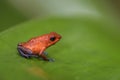 Red Poison Dart Frog - Oophaga pumilio Royalty Free Stock Photo