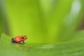 Red Poison Dart Frog - Oophaga pumilio Royalty Free Stock Photo