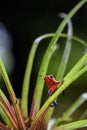 Red Poison Dart Frog - Oophaga pumilio Royalty Free Stock Photo