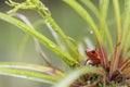 Red Poison Dart Frog - Oophaga pumilio Royalty Free Stock Photo