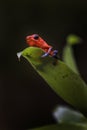 Red Poison Dart Frog - Oophaga pumilio Royalty Free Stock Photo