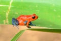 Red Poison Dart Frog - Oophaga pumilio, Royalty Free Stock Photo