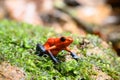 Red Poison Dart Frog - Oophaga pumilio, Royalty Free Stock Photo