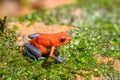 Red Poison Dart Frog - Oophaga pumilio, Royalty Free Stock Photo