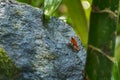 Red Poison Dart Frog - Oophaga pumilio Royalty Free Stock Photo