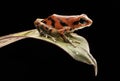 Red poison dart frog Oophaga pumilio Royalty Free Stock Photo