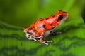 Red poison frog Royalty Free Stock Photo