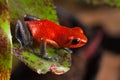 Red poison frog exotic poisonous animal