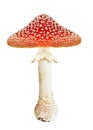 Red poison mushroom amanita