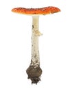 Red poison mushroom isolated on white background. Fly agaric. Amanita muscaria