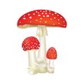 Red poison mushroom isolated on white background.