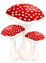 Red poison mushrooms Royalty Free Stock Photo