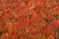 Red Poison Sumac Leaves, Toxicodendron vernix