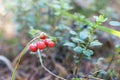 Red poisonous berries of a snowdrop Royalty Free Stock Photo