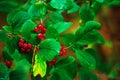 red poisonous berries, wolf berries, belladonna, wolfhound, on green moss in autumn forest