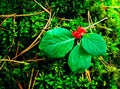 red poisonous berries, wolf berries, belladonna, wolfhound, on green moss in autumn forest