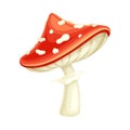 Red poisonous forest Amanita mushroom vector illustration on white background Royalty Free Stock Photo