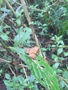 Red Poisonous Frog spoted in a rainforest in Costa Rica.