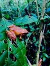 Red Poisonous Frog spoted in a rainforest in Costa Rica.