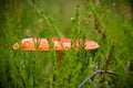 Red poisonous mushroom among the heather in autumn forest