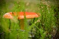 Red poisonous mushroom among the heather in autumn forest