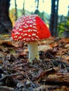 Red poisonous mushroom toadstool growing in the forest