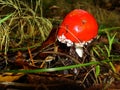 Red poisonous mushroom with white dots on wet grassy soil, with shallow dof. Amanita muscaria