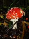 Red poisonous mushroom with white dots on wet grassy soil, with shallow dof. Amanita muscaria