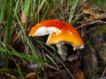 Red poisonous mushroom with white dots on wet grassy soil, with shallow dof. Amanita muscaria