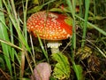 Red poisonous mushroom with white dots on wet grassy soil, with shallow dof. Amanita muscaria