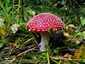 Red poisonous mushroom with white dots on wet grassy soil, with shallow dof. Amanita muscaria