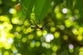 red poisonous spider on a web