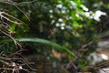 Red poisonous spider on a web