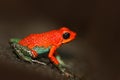 Red poisson frog Granular poison arrow frog, Dendrobates granuliferus, in the nature habitat, Costa Rica. Rare Amphibien in the tr