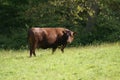 Red Poll cow