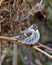 Red poll Photo and Image. Perched on a branch and looking at camera with blur background in its environment and habitat